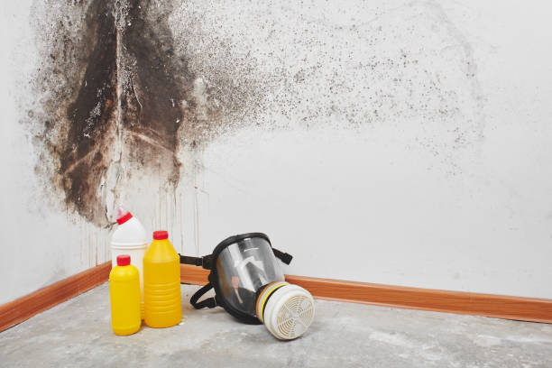 Best Fast Mold Removal  in Edmonds, WA