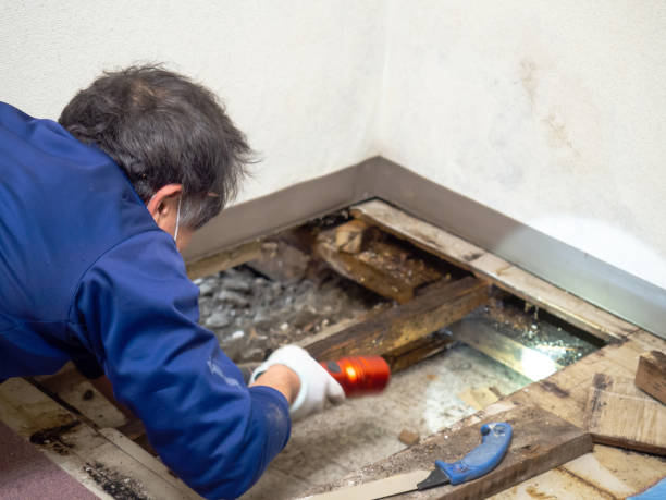 Best Certified Mold Removal  in Edmonds, WA