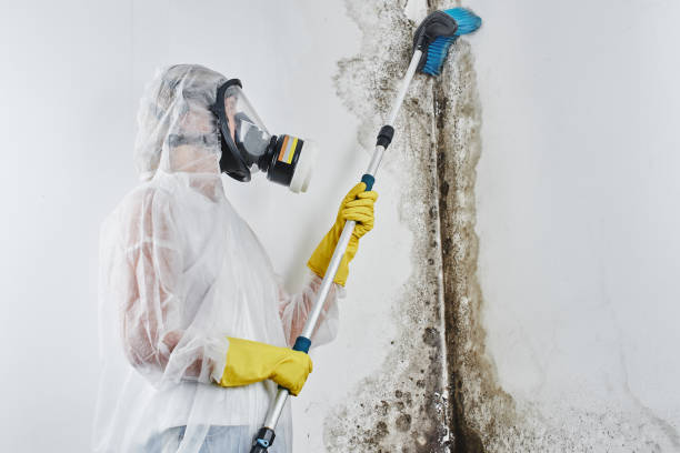 Best Mold Damage Repair  in Edmonds, WA