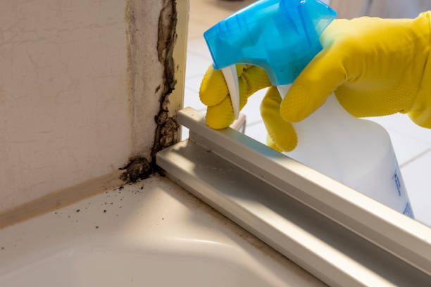 Best Mold Removal Process  in Edmonds, WA