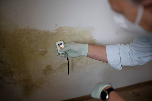 Best Mold Cleaning Services  in Edmonds, WA