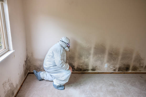 Mold Removal Process in Edmonds, WA