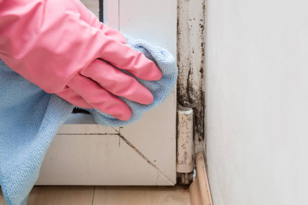 Best Professional Mold Removal  in Edmonds, WA