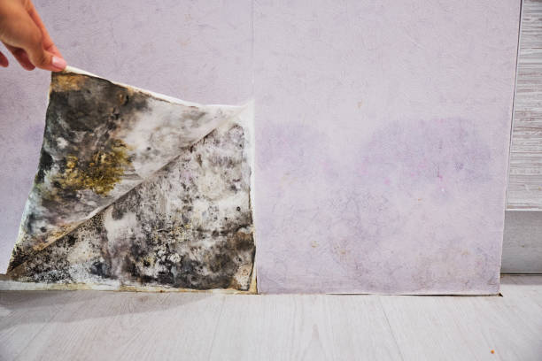 Best Mold Cleaning Services  in Edmonds, WA